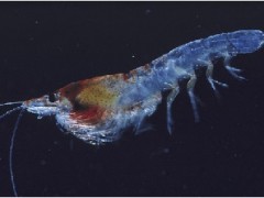 女人吃磷虾油的好处 常吃磷虾油有3大好处