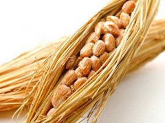 纳豆激酶的价格