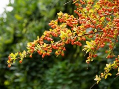 含胡萝卜素最高的水果 10种水果建议多吃