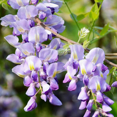 image 葛花