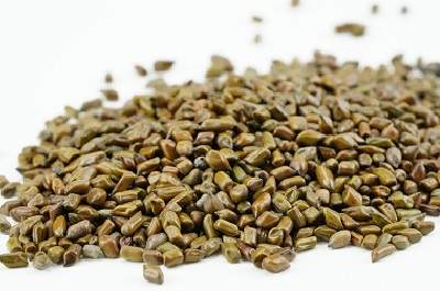 决明子茶