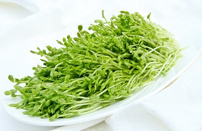 豆苗