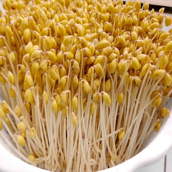 豆芽