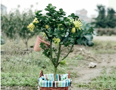 佛手花