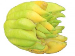 新鲜佛手泡水喝的功效 泡水喝的3大功效你知道吗？