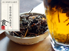 鱼腥草