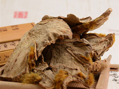 中药金毛狗脊多少钱一斤 详解其价格和选购注意事项