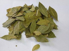 番泻叶对减肥有用吗
