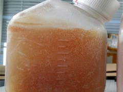 胎牛血清的价格贵吗 揭秘胎牛血清价格和作用