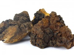 桦树茸的功效及副作用是什么 常吃桦树茸的三大功效
