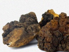 桦树茸的功效及副作用 桦树茸这些作用你知道吗