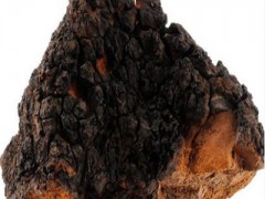 白桦茸多少钱一斤 专家详解白桦茸价格