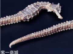 海马的功效与作用吃法是什么 海马的五大功效与三大使用方法