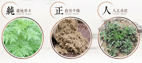茵陈白蒿 茵陈白蒿