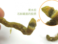 铁皮石斛最适合哪些人群吃 你能吃铁皮石斛吗