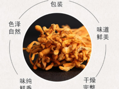 蛹虫草的功效与作用及禁忌是什麽   盘点蛹虫草具体功效