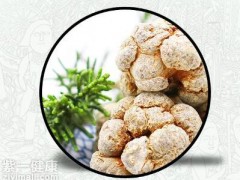 三七有几种 盘点三七的种类