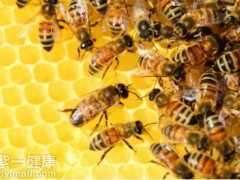 蜂胶的用途广泛 盘点蜂胶四大用途