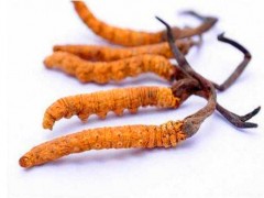 冬虫夏草胶囊的功效