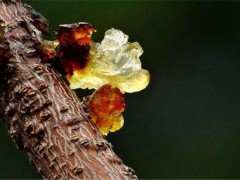 桃胶是什么东西 桃胶怎么做出来的