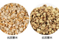 薏米怎么看好坏 薏米优劣辨别图