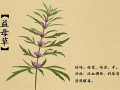 益母草的作用及功效 益母草什么时候喝最好