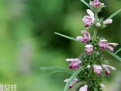 益母草是酸性还是碱性 益母草属于碱性