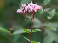 野马追是什么中药 野马追是什么东西