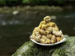 铁皮石斛能存放多久 铁皮石斛怎么存放