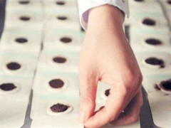 三伏贴能喝酒吗 三伏贴的注意事项