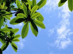 枇杷叶的功效与作用是什么 枇杷叶有什么作用