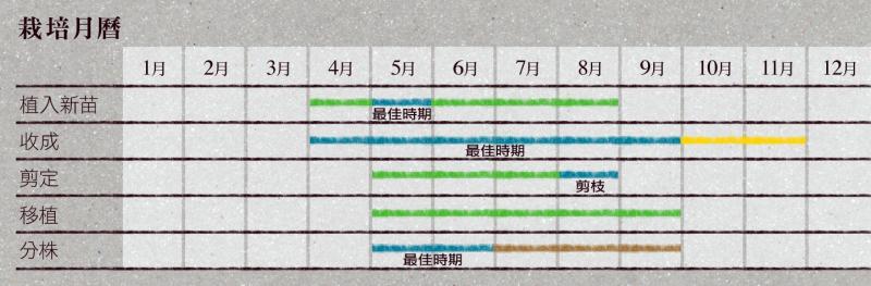 柠檬草如何种植 柠檬草怎么种植