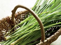 柠檬草如何种植 柠檬草怎么种植