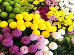 菊花有什么种类 菊花有什么功效呢