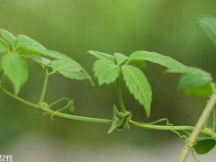 绞股蓝泡水喝能减肥吗 绞股蓝茶泡水喝的功效作用