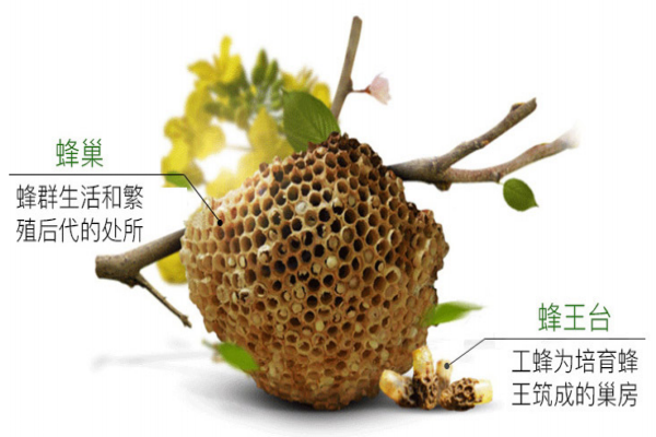 蜂王浆为什么是酸的 蜂王浆独特的味道 蜂王浆为什么是酸的 蜂王浆独特的味道
