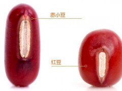 赤小豆和红豆有什么区别 赤小豆和红豆对比图