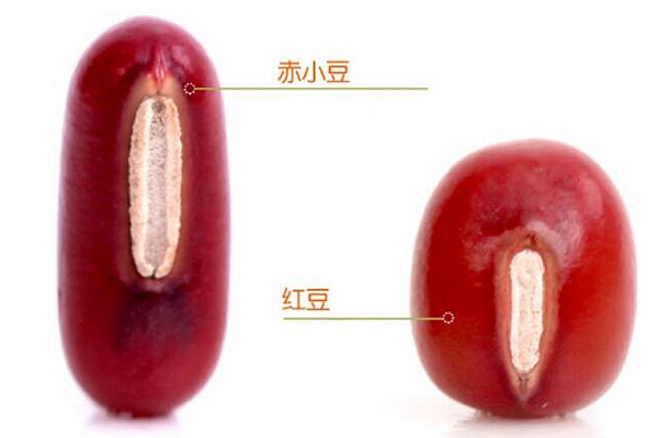 赤小豆和红豆有什么区别 赤小豆和红豆对比图