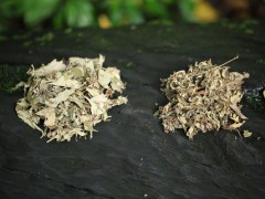 茵陈草的图片是什么样子的 茵陈草和艾草的区别