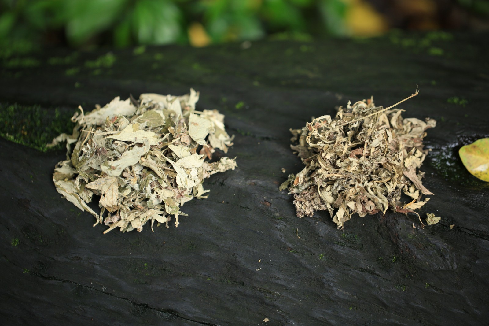 茵陈草的图片是什么样子的 茵陈草和艾草的区别