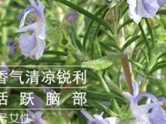 迷迭香精油怎么用？迷迭香精油使用注意事项