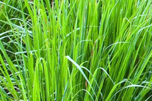 柠檬草精油怎么用?柠檬草精油使用禁忌 柠檬草精油怎么用?柠檬草精油使用禁忌