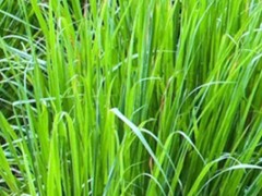 柠檬草精油怎么用？柠檬草精油使用禁忌