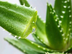 芦荟原液可以天天用吗 芦荟原液可以当爽肤水用吗