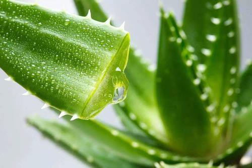 芦荟原液可以天天用吗 芦荟原液可以当爽肤水用吗 芦荟原液可以天天用吗 芦荟原液可以当爽肤水用吗