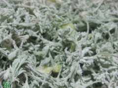 白蒿泡水喝的功效 白蒿泡水喝有什么功效