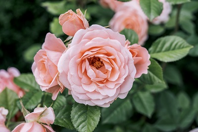 月季花