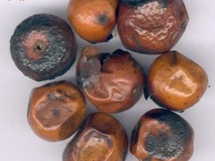 川楝子的功效与作用