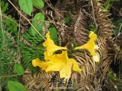 闹羊花的功效与作用