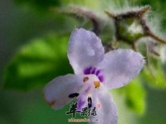 山香的功效与作用